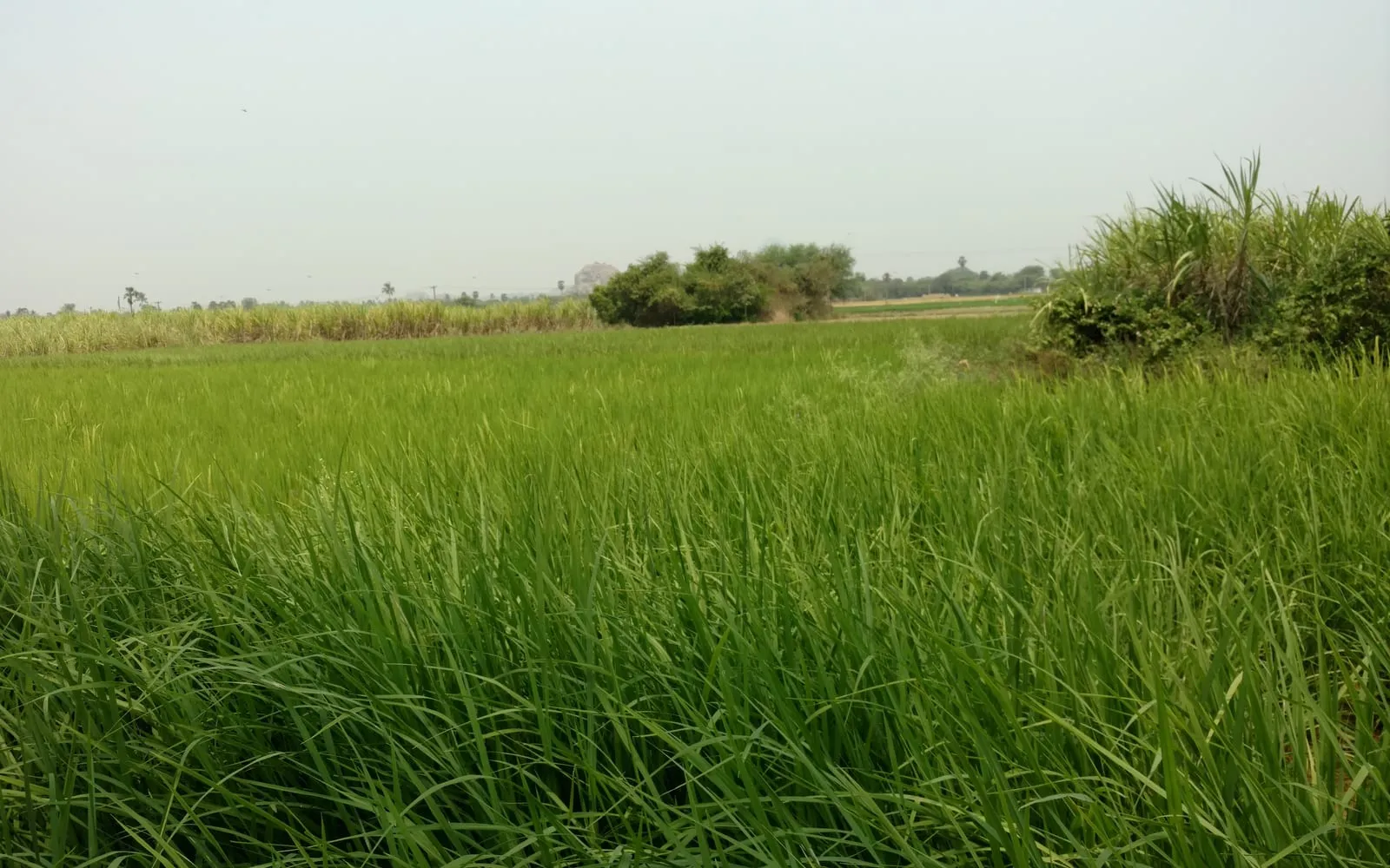 A lush green paddy field at Peruvalur, Tamil Nadu